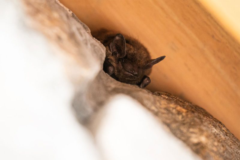Badger Wildlife Management: Residential & Commercial Bat Removal, Prevention, Cleanup & Repair Services near Zimmerman, MN