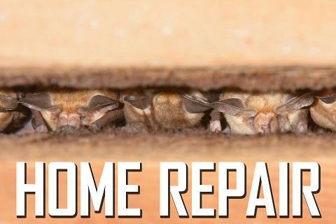 Bat Damage Home Repair Done Right