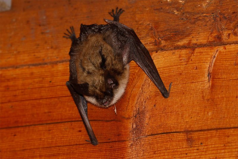 Bat Prevention Services near Zimmerman, MN