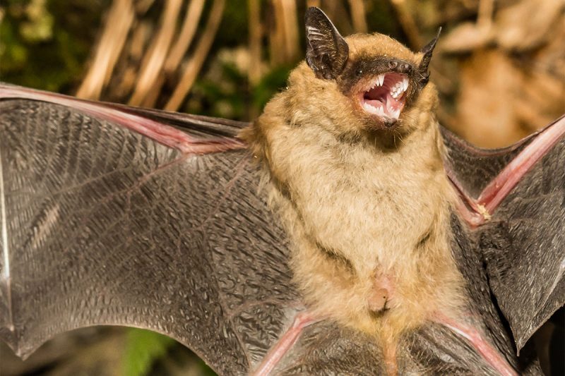 When Can Bats Be Removed in Minnesota? | Bat Removal Services near Zimmerman, MN