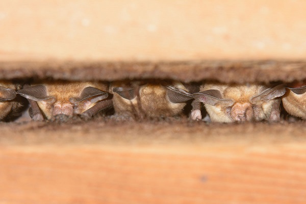 Benefits of Hiring a Bat Removal Expert