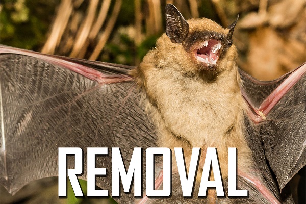 Best Bat Removal Company MN