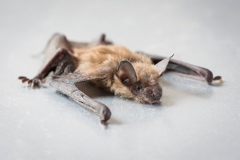 Humane Bat Removal Services Princeton MN