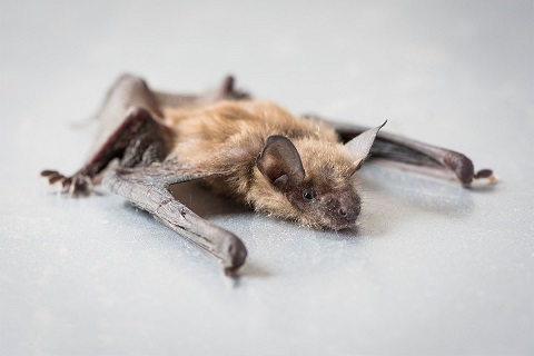 Professional Residential Bat Removal Services
