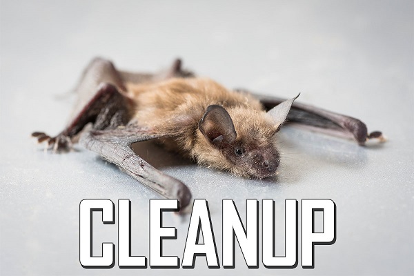 Restoring your Home after a Bat Infestation