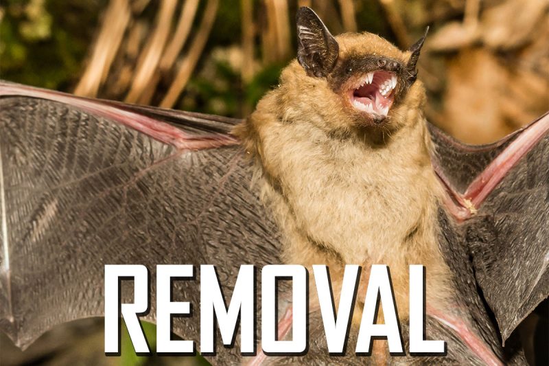 Safe and Humane Bat Removal Services