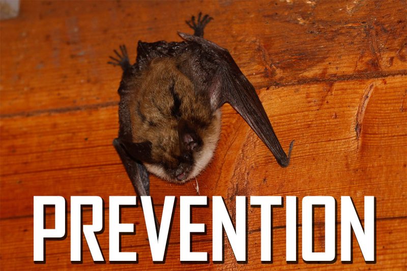 Visit Our Bat Prevention Services Page